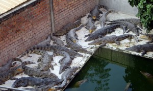 The crocodile farm next to our hotel. Their meat is destined to be served up at restaurants down the block. Their skins are headed for Thailand to be made into purses.