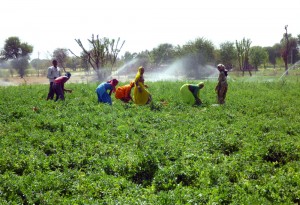 Muttar picking in rural Jaipur