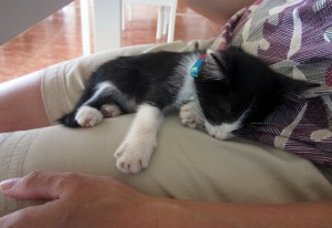 The hotel's resident kitty asleep in Karen's lap