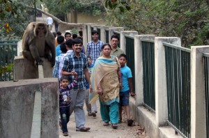 Wild monkey in Delhi's Deer Park