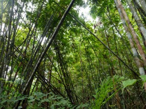 Surrounded by bamboo in Khao Sok National Park