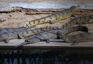 Gharial crocodiles