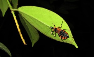 Orange leaf insect. When a Malaysian guide doesn't know the name, she just calls it like she sees it.