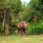 A majestic creature at Elephant's World
