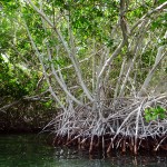 Mangrove trees